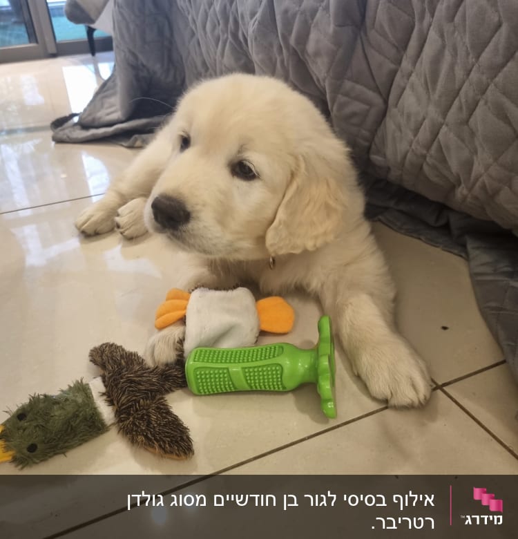 גור כלבים עם צעצועים לאימון כלבים על הרצפה